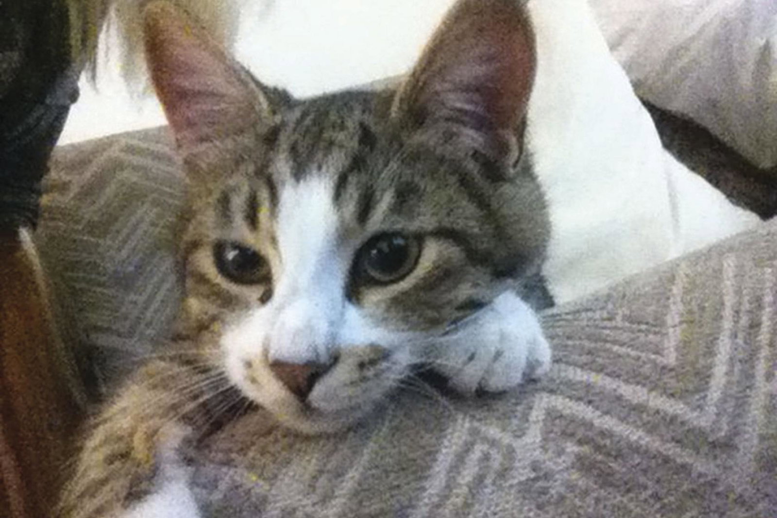 Yiannis-cat.jpg