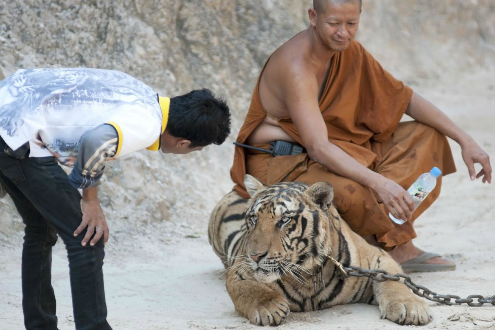 Tiger Temple Thailand