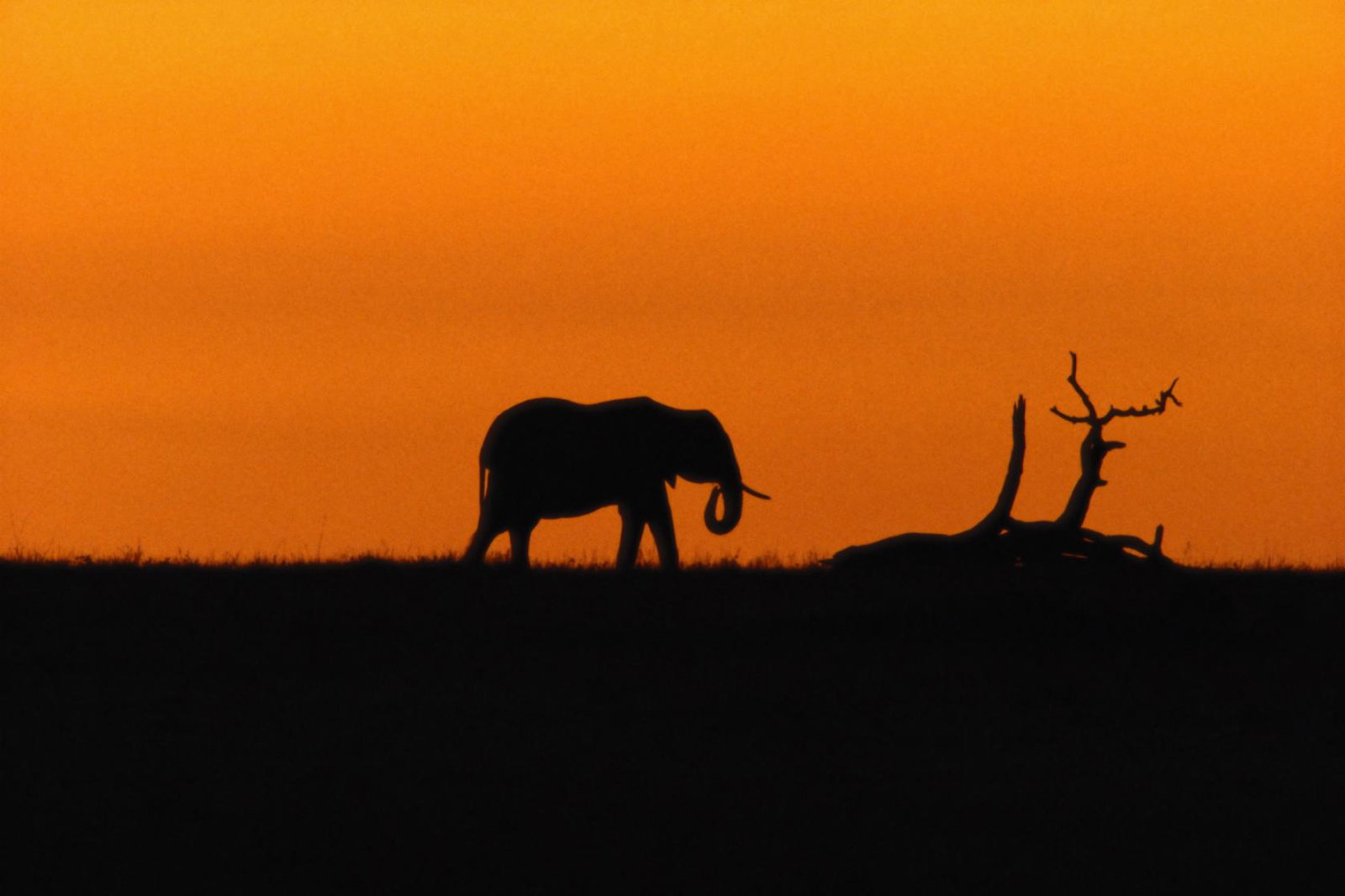 Elephant