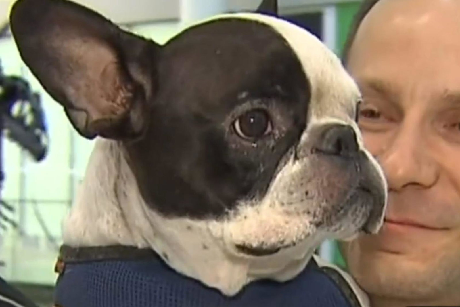 French bulldog2