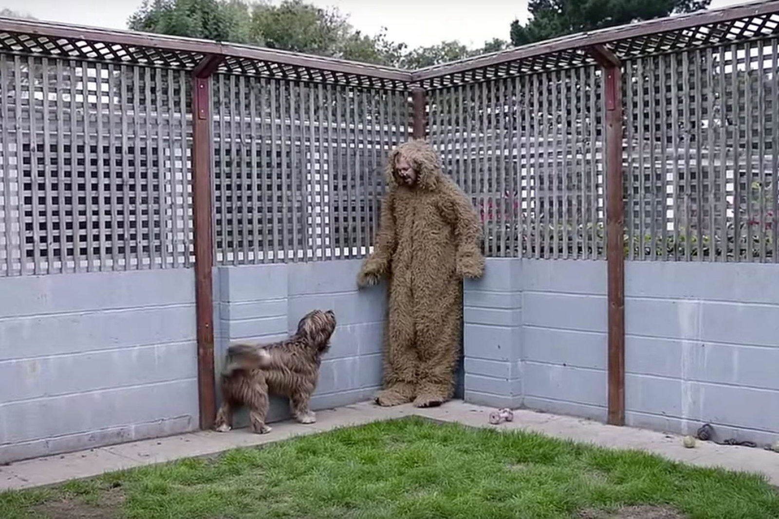 dog.jpg