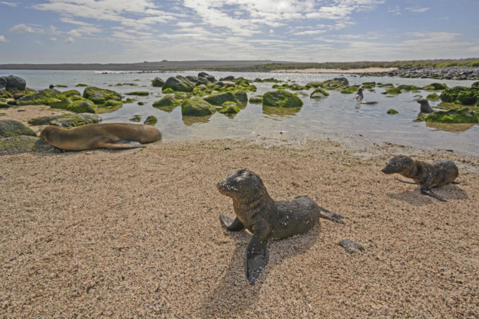 Galapagos.jpg