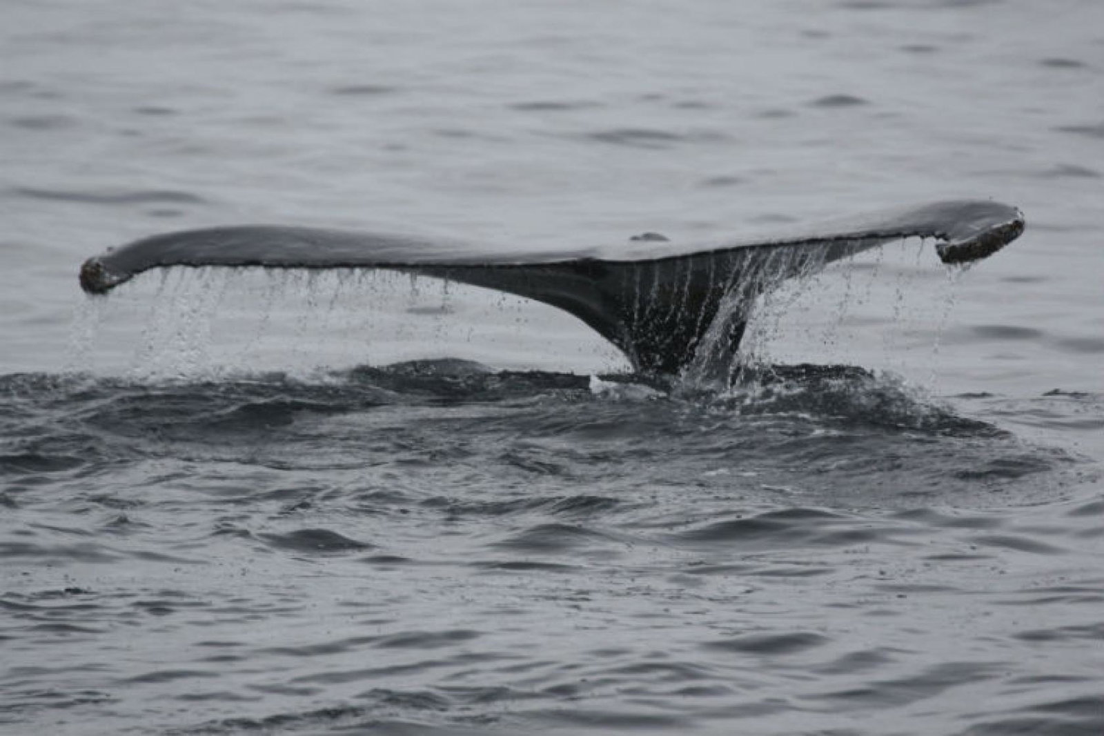 Whale tail fin