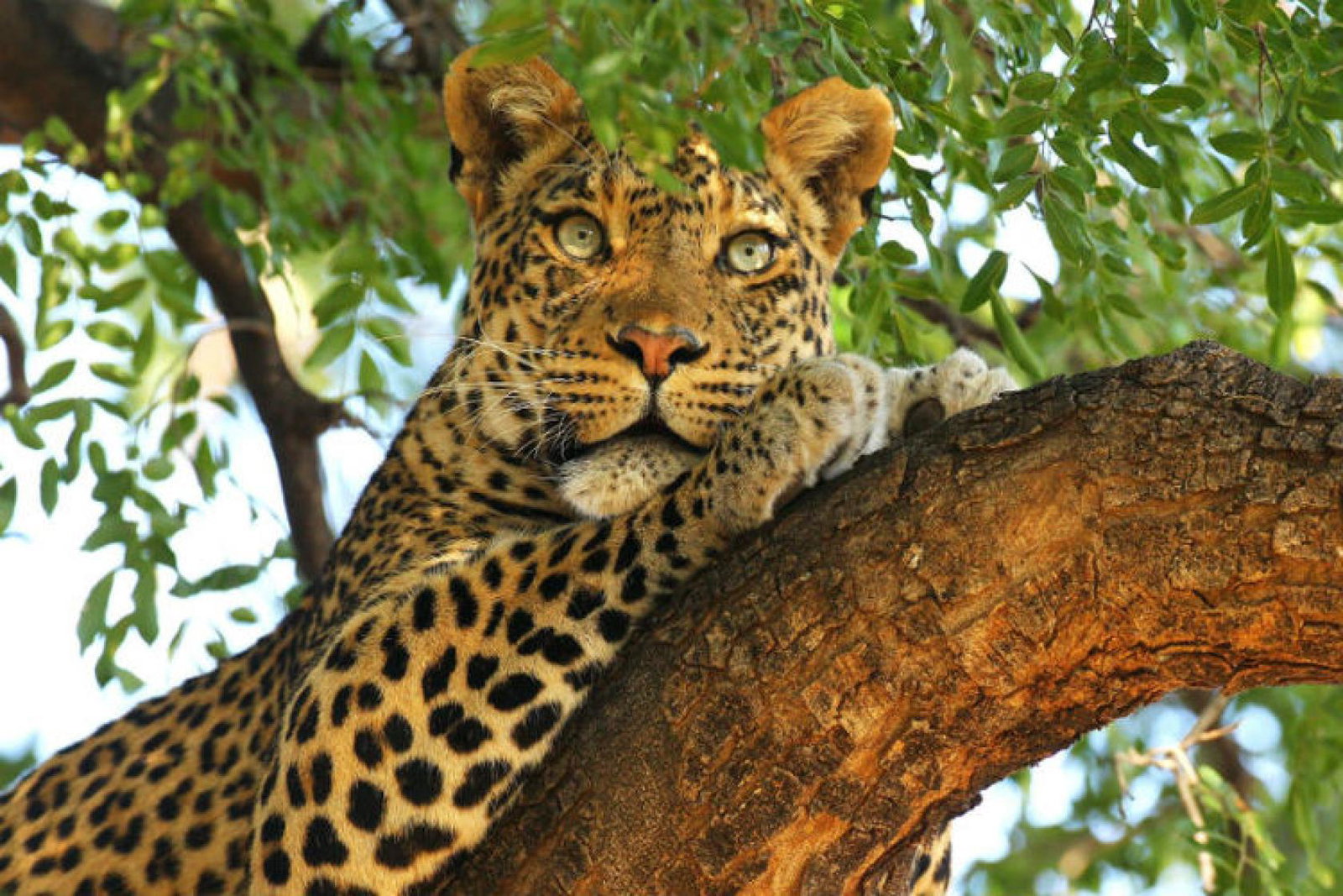Leopard.jpg