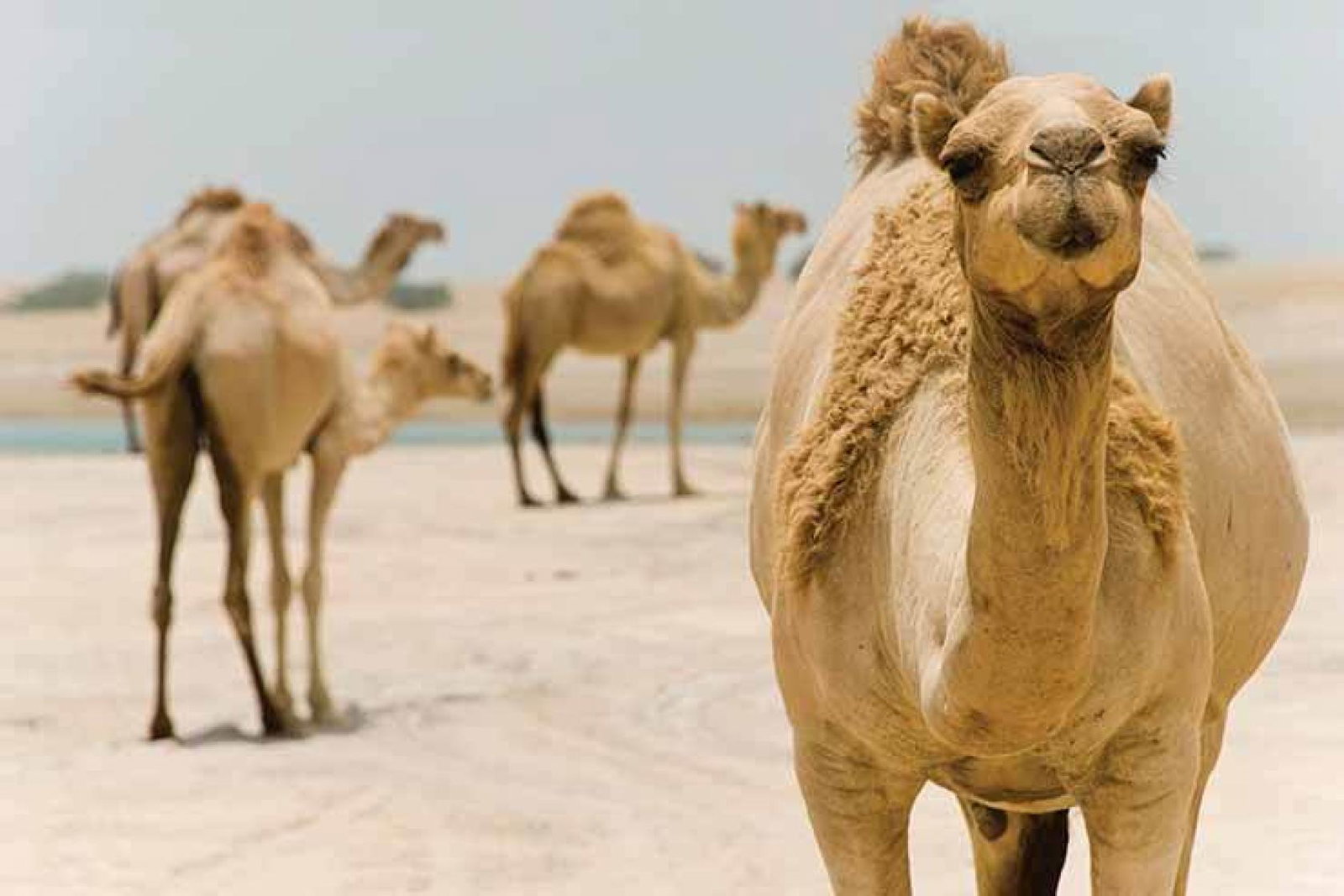 Camels-in-the-desert.jpg