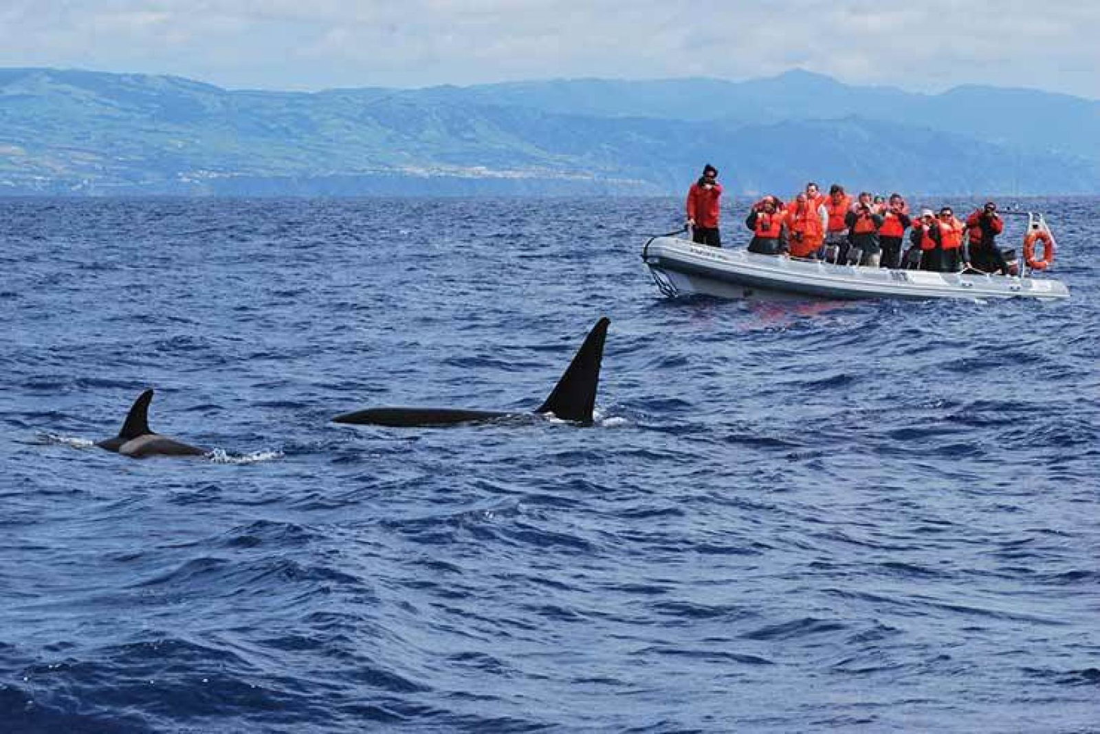 Whale watching