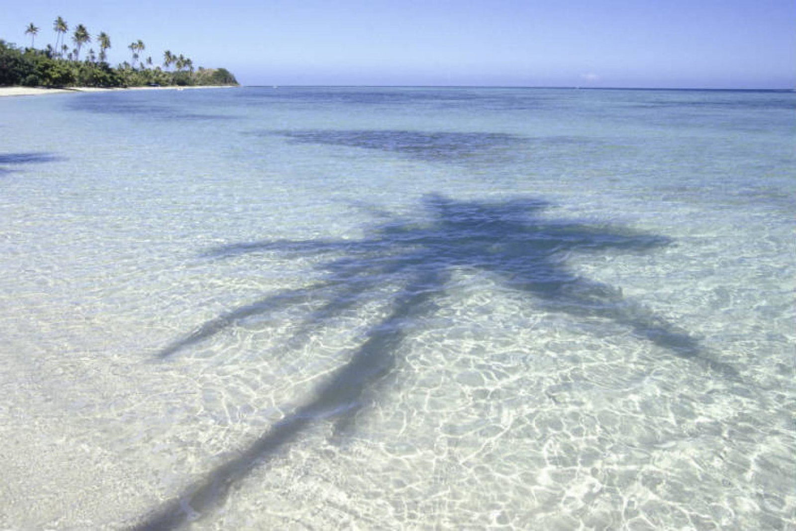 Fiji palm tree ThinkstockPhotos-71260527