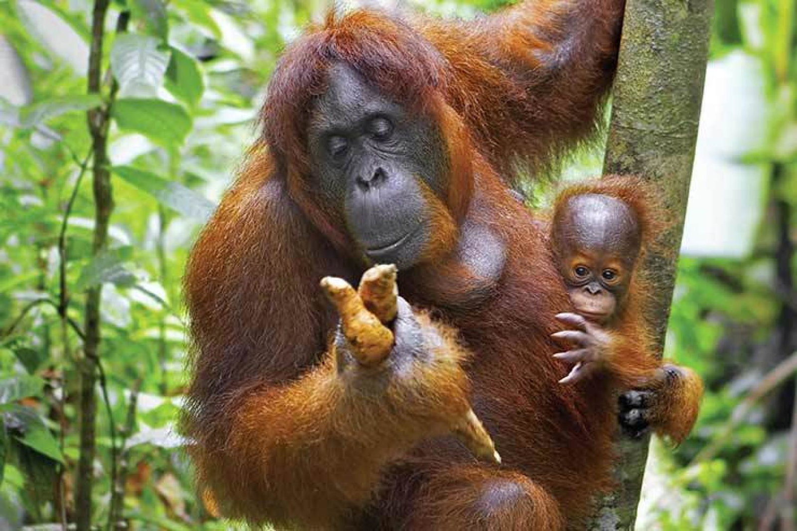 Orang Utan and baby ThinkstockPhotos 179071398
