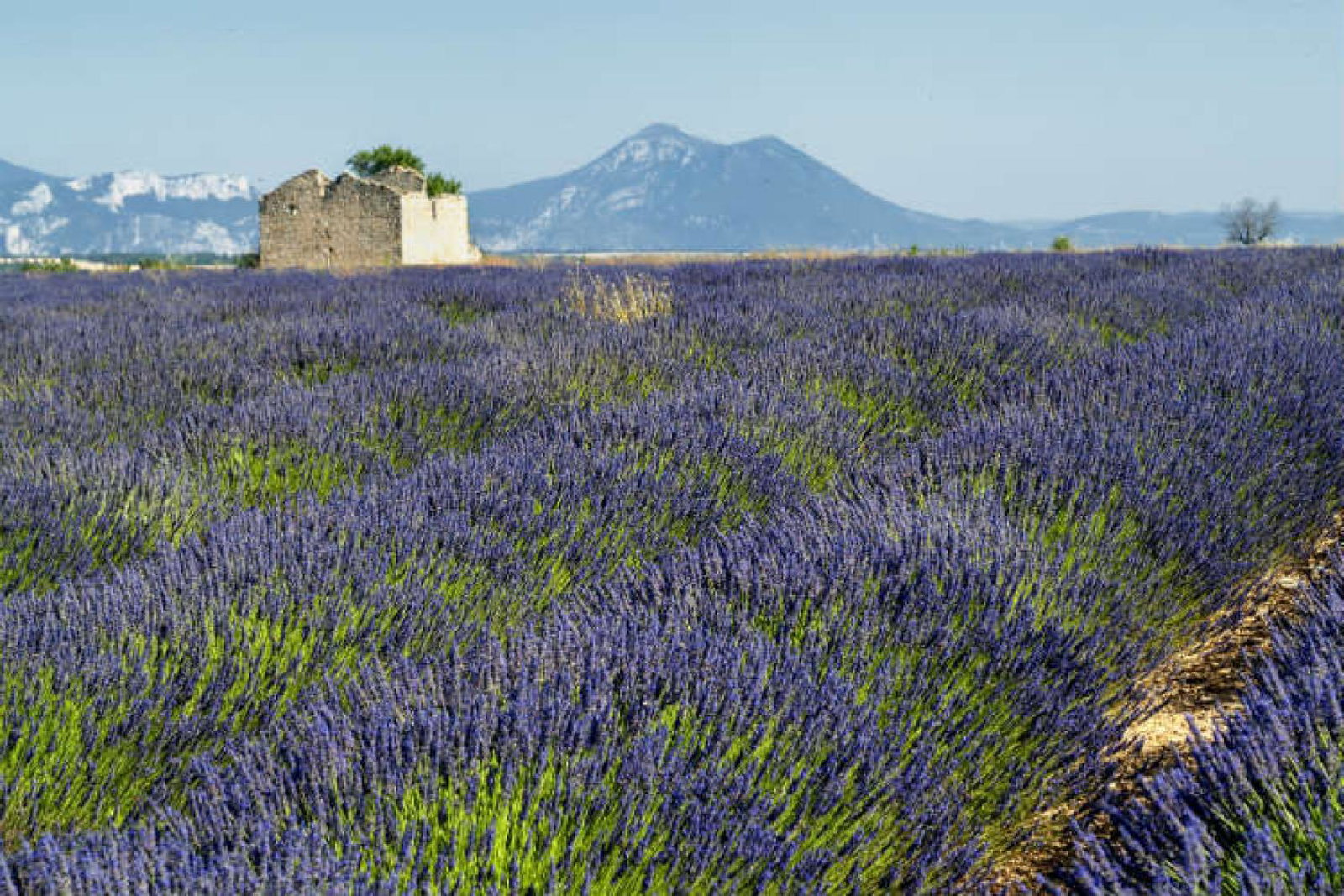 Provence Lavender ThinkstockPhotos-518710120