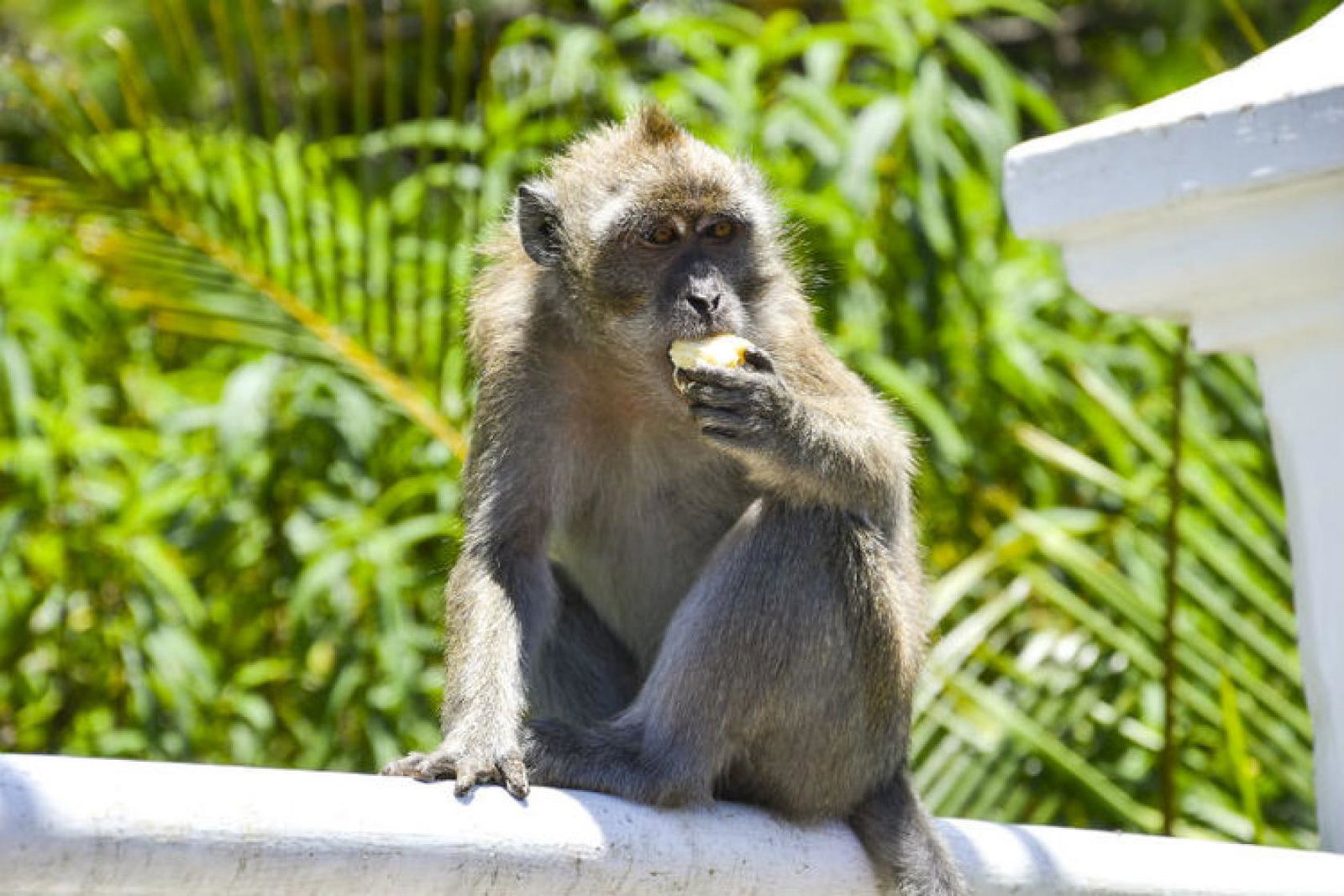 Monkey