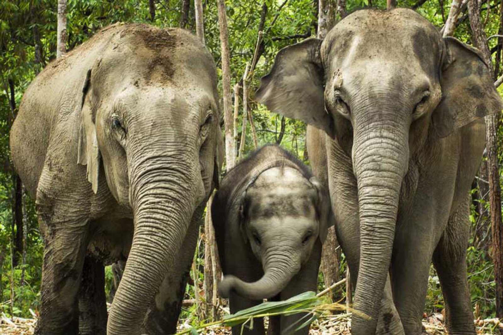 Elephants.jpg
