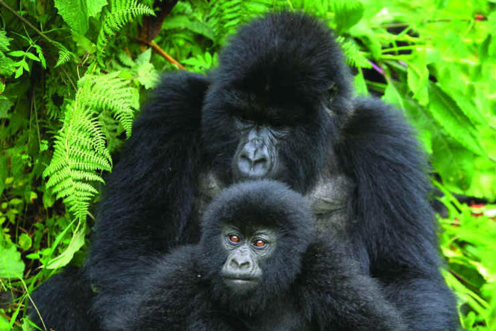 Dad and son Gorilla.jpg