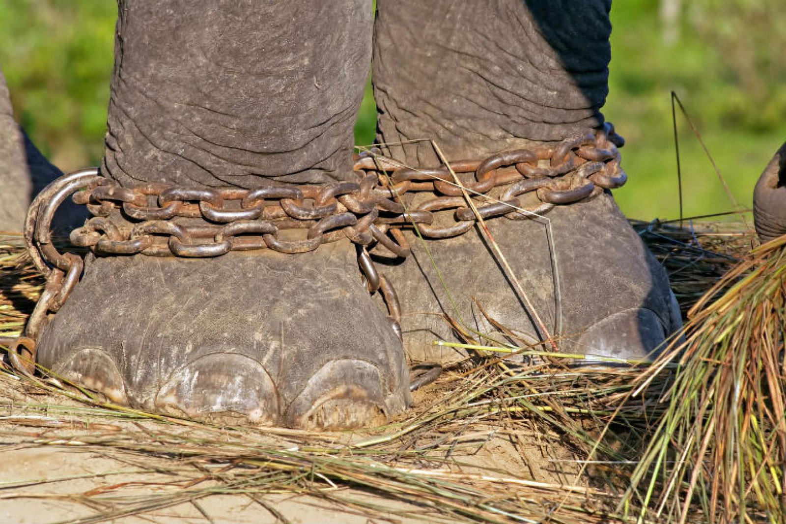 Elephant chains .jpg