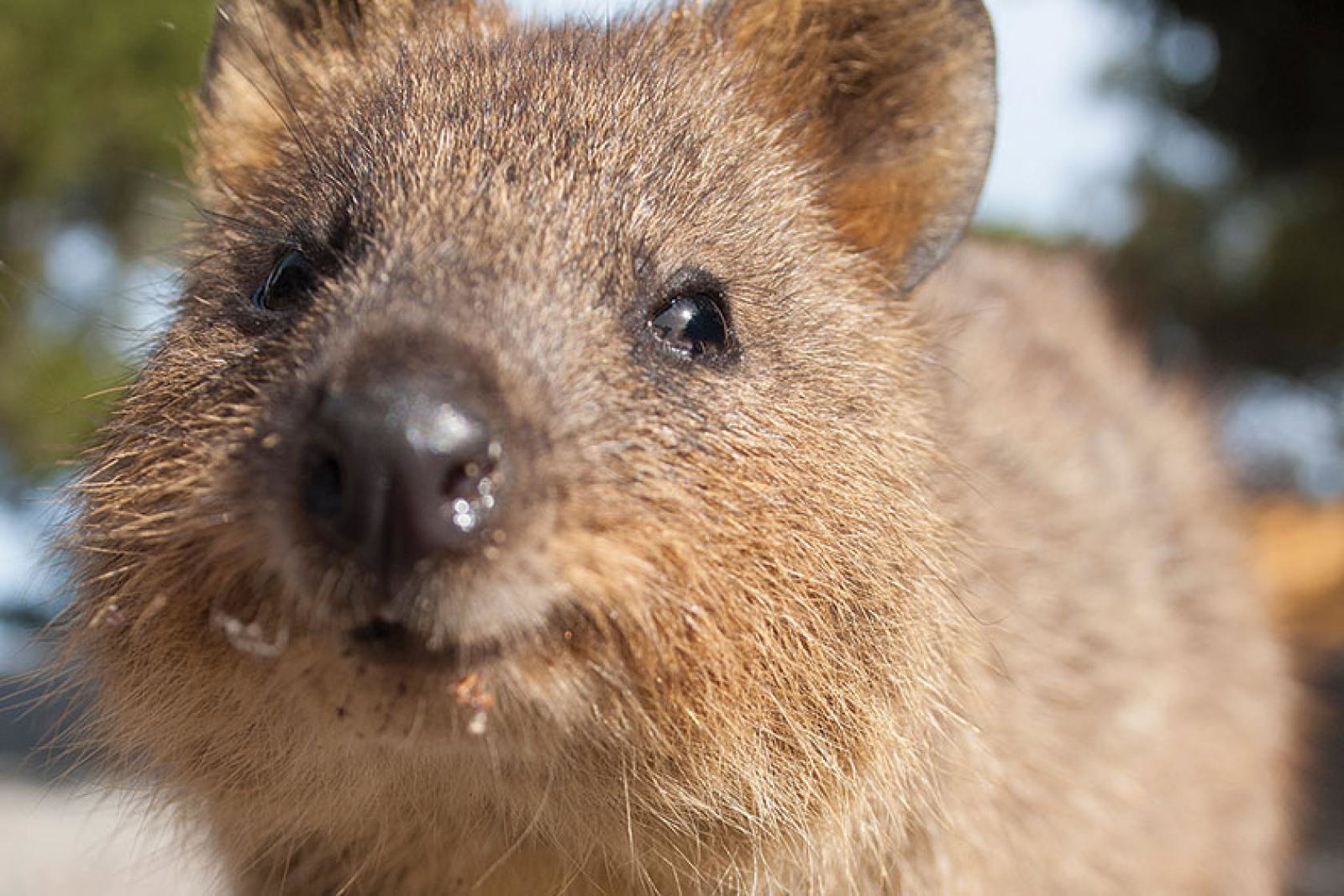Rottnest Island, Western Australia
