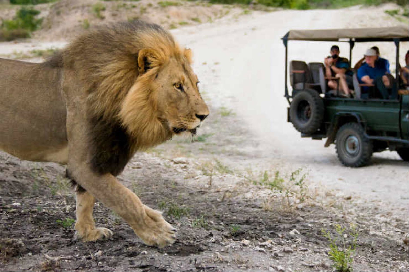 Wildlife-1-2.jpg