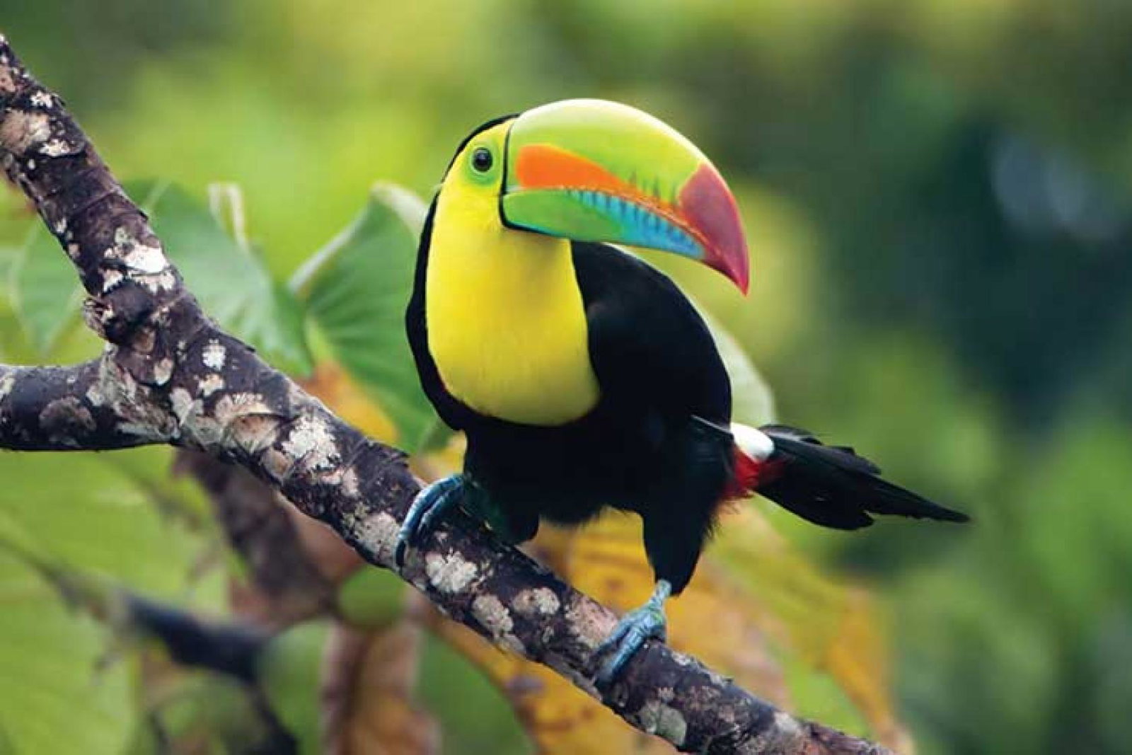 Toucan in the jungle, Costa Rica iStock-135357791.jpg