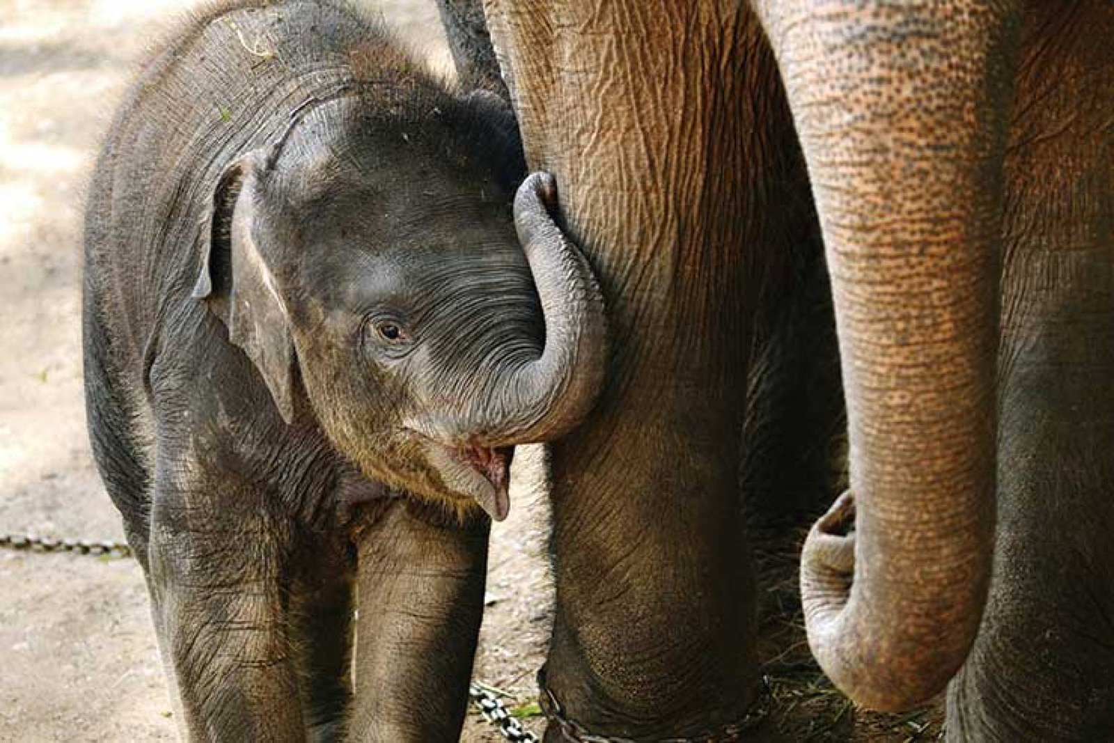 Baby elephant iStock-175249973