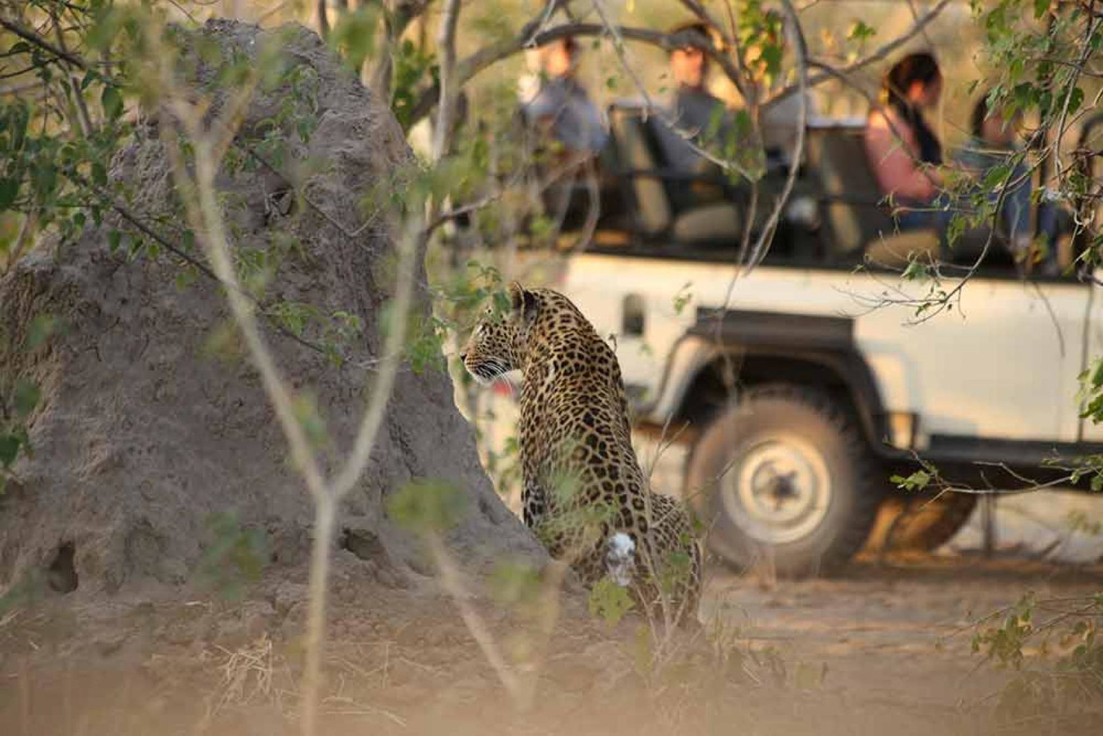 web-Leopard.jpg