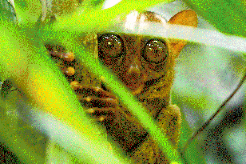 Tarsier-philippines-W&O.gif