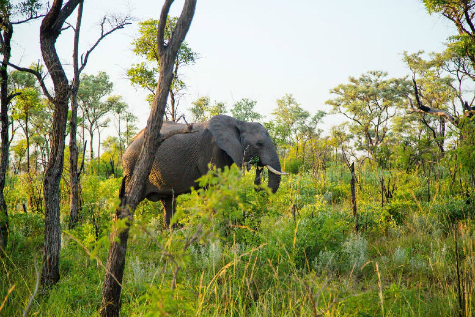 Kruger National Park_SAfrica.jpg