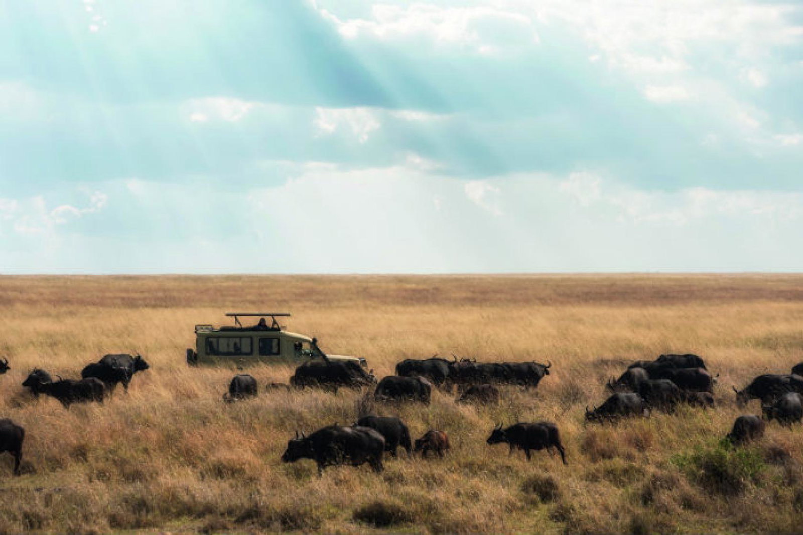 Wildlife travel show edit.jpg