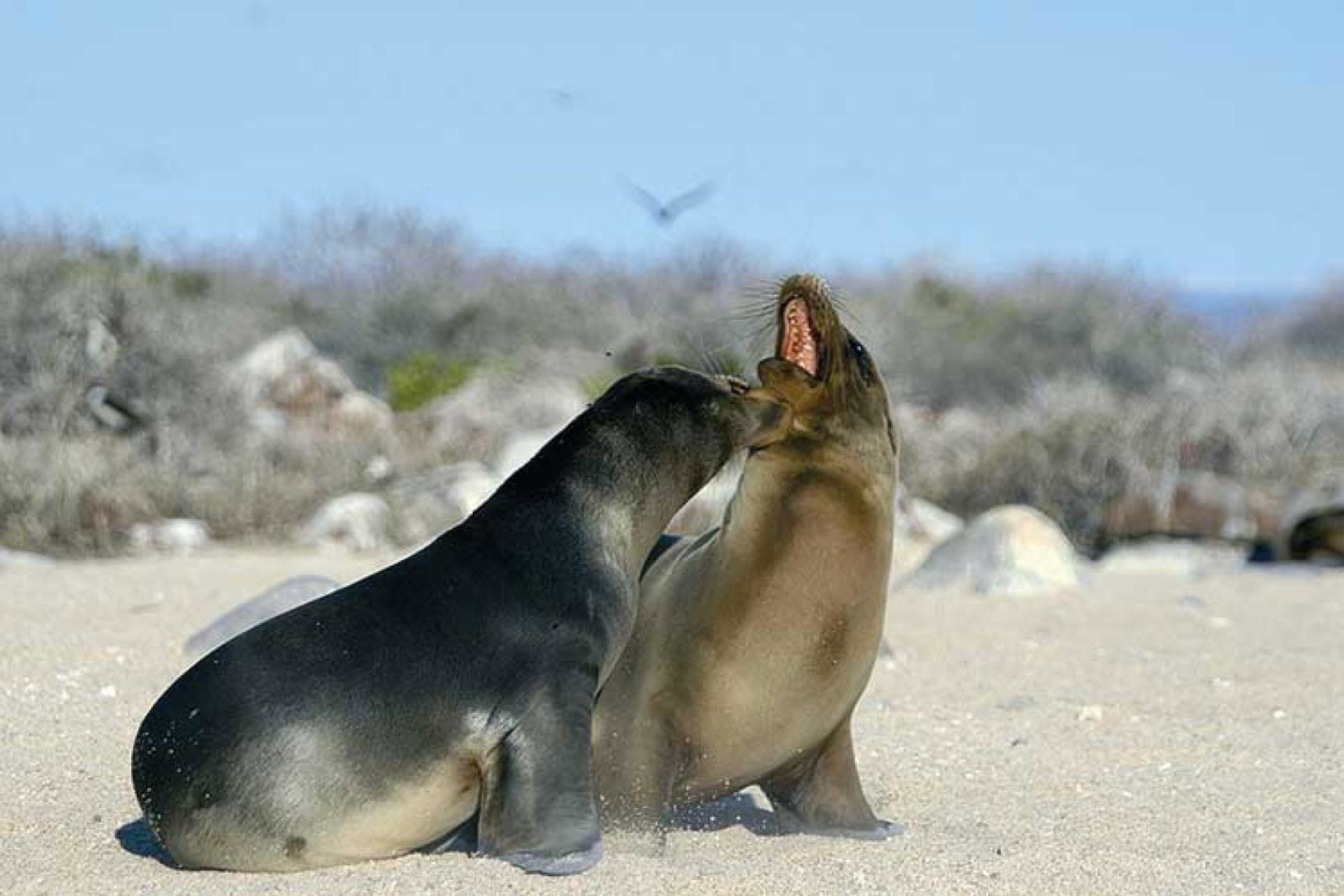 Sunvil Galapagos Sea Lions