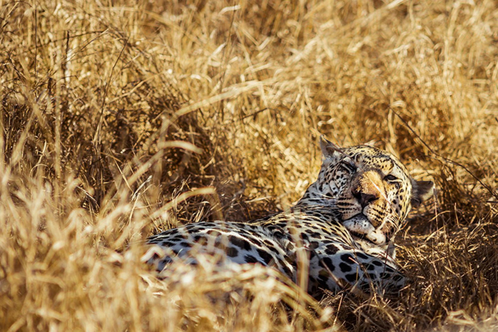 The event helps agents better connect with clients interested in wildlife travel