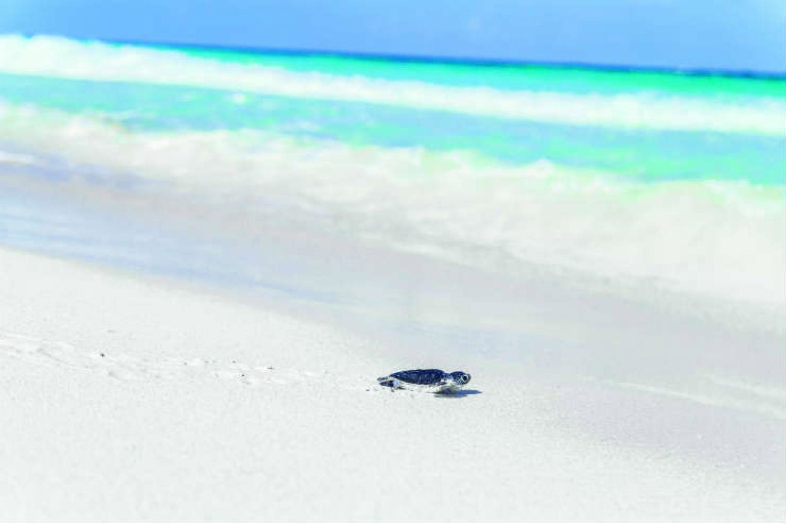 Turtle moving towards the sea