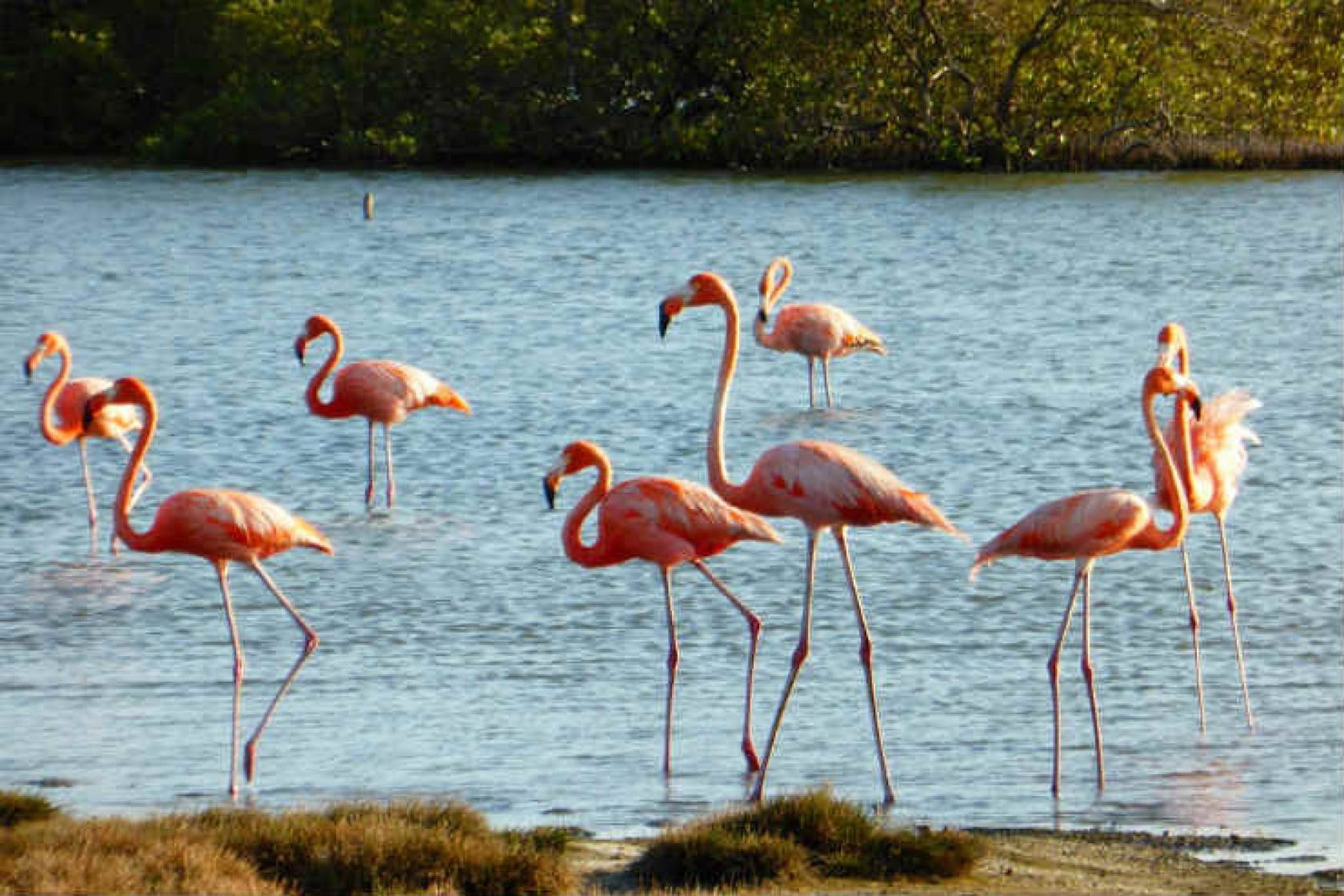 Bonaire's unspoiled waters