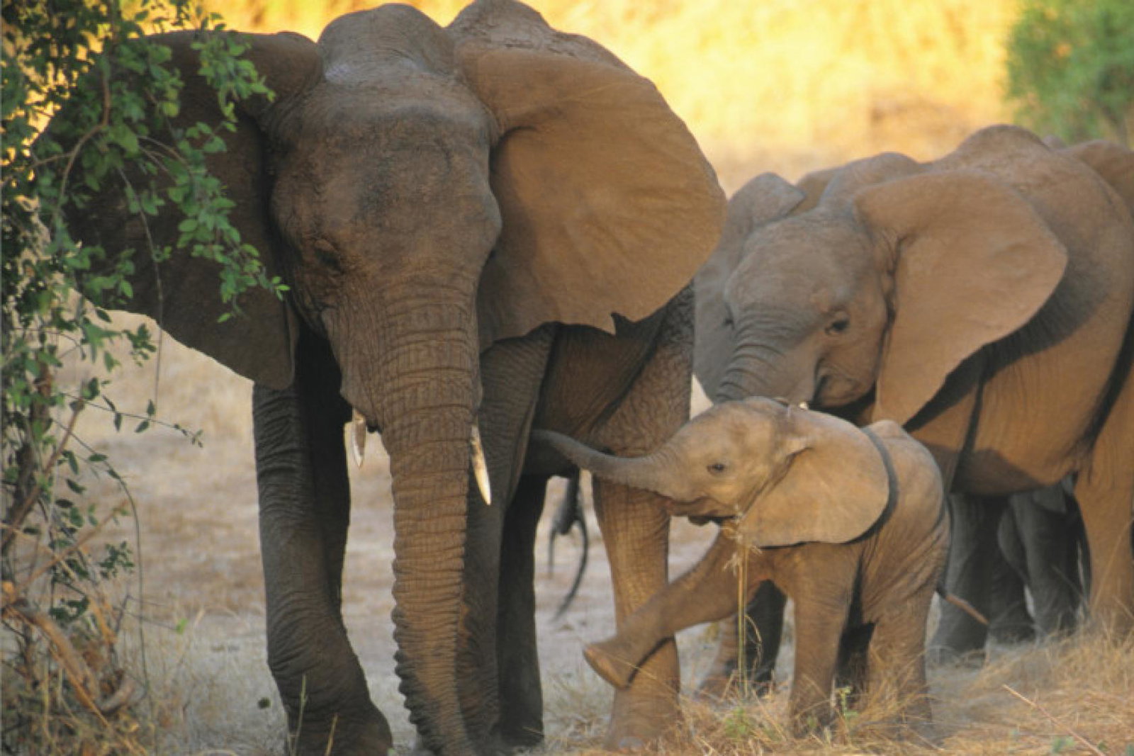 Somak Africa 2019-21.jpg