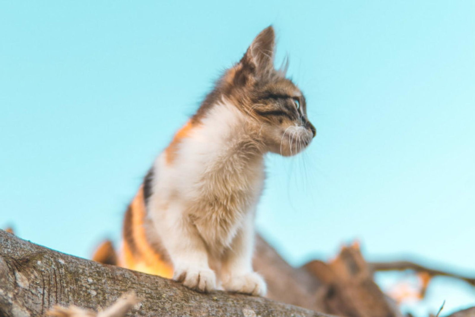 Cat Morocco Rabat Hassan Ouajbir Unsplash.jpg