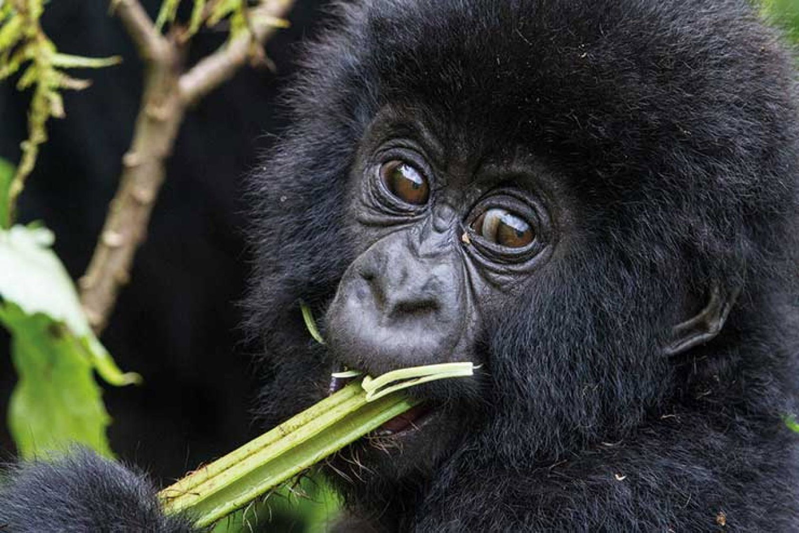 Mountain Gorilla by C Culbert Rwanda