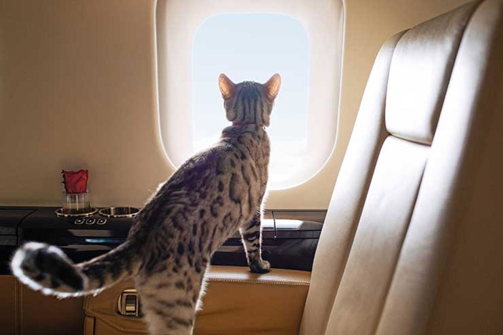 VistaJet Minnie the cat onboard