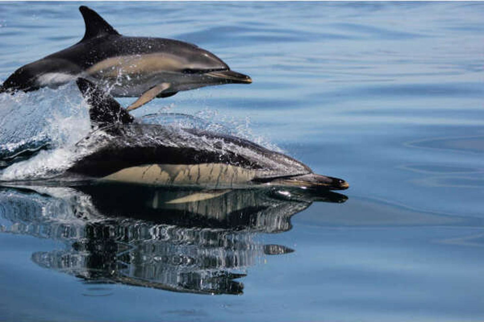 Tui holds firm on captive dolphin attraction sales despite agent pressure