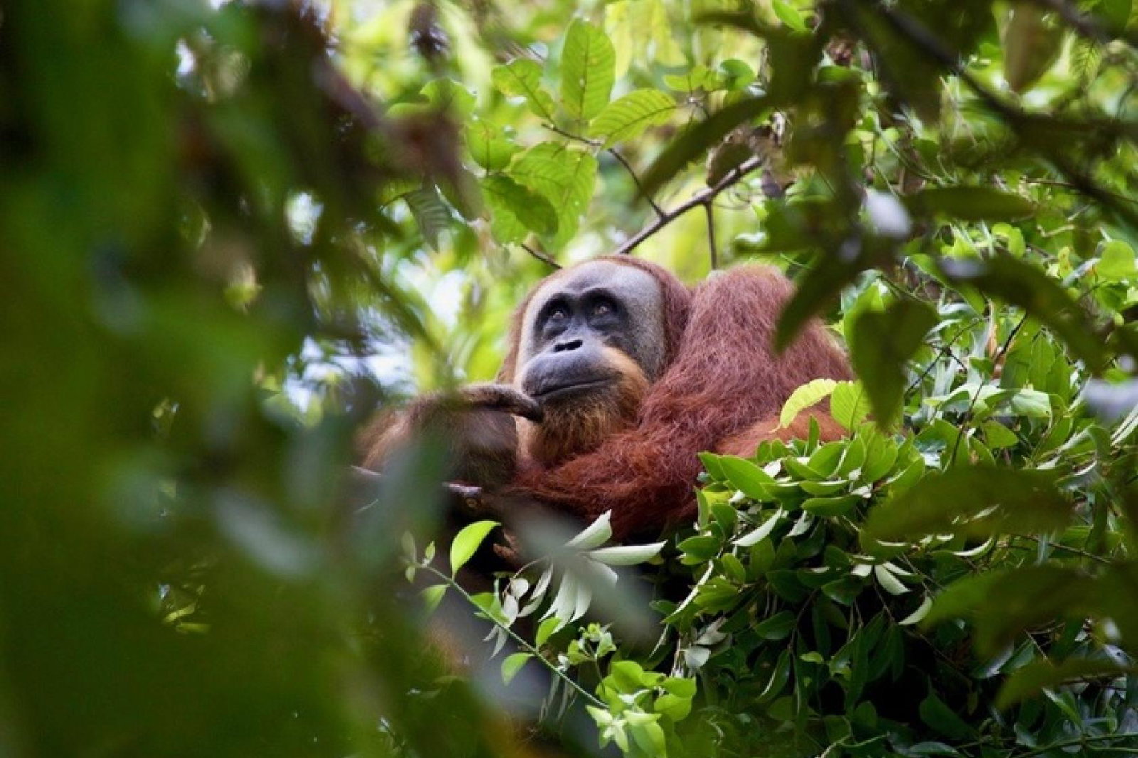 Orangutan Just A Drop credit Huw Cordey.jpg.jpeg