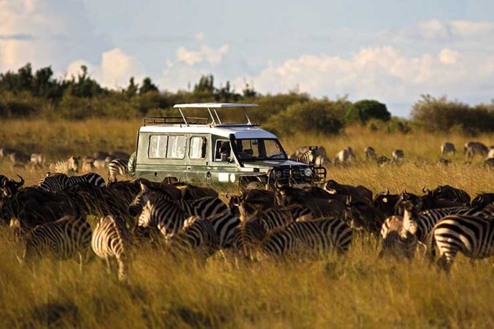 Jeep on safari amid a herd of zebras