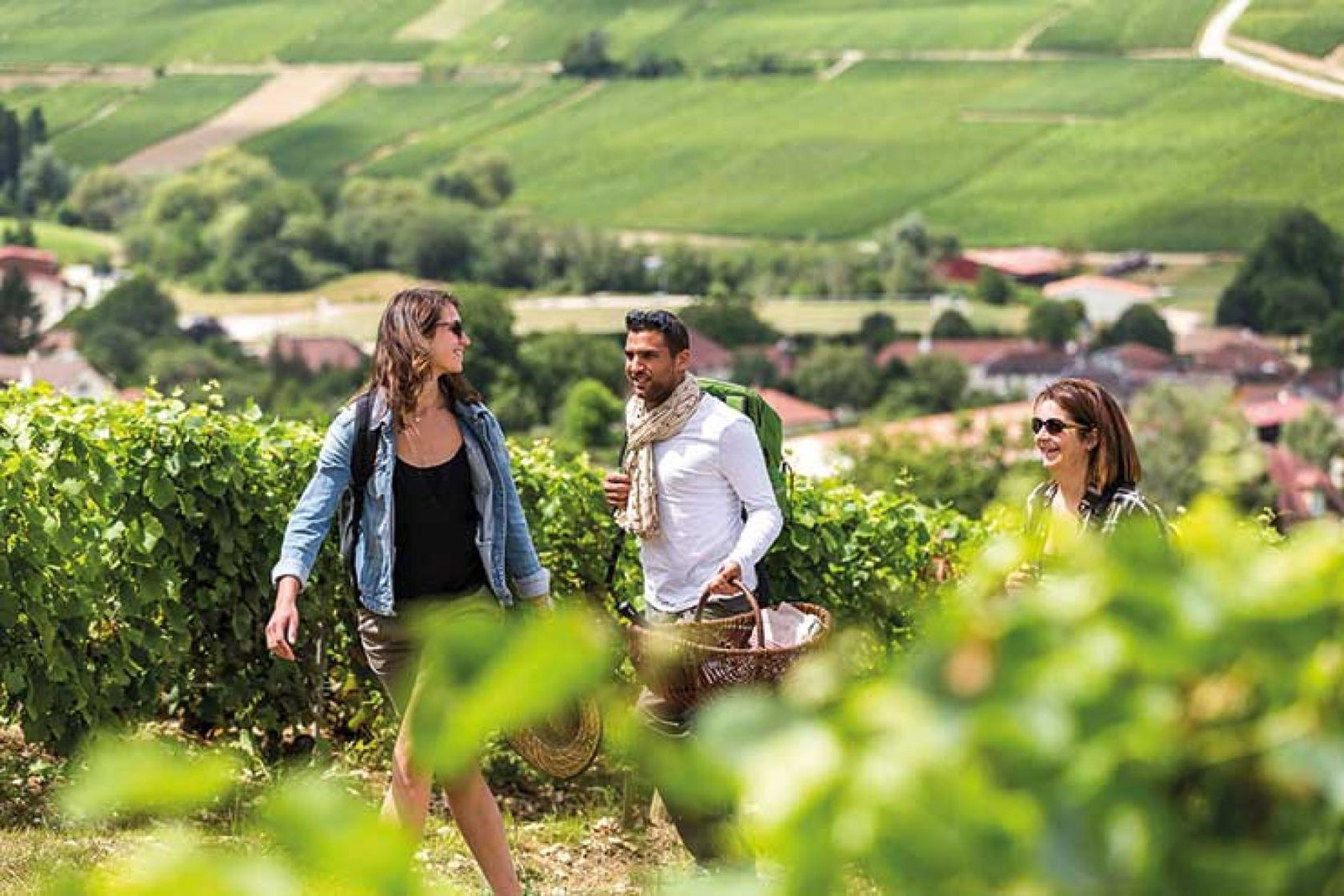 Vineyards in France