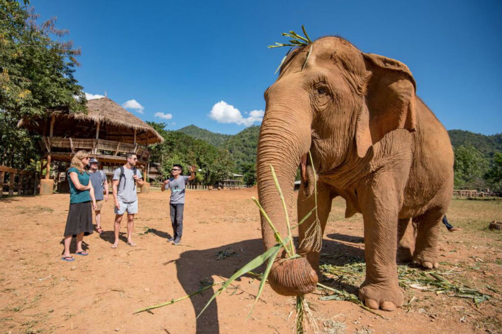 Intrepid Travel Thailand Elephants Chiang Mai.jpg