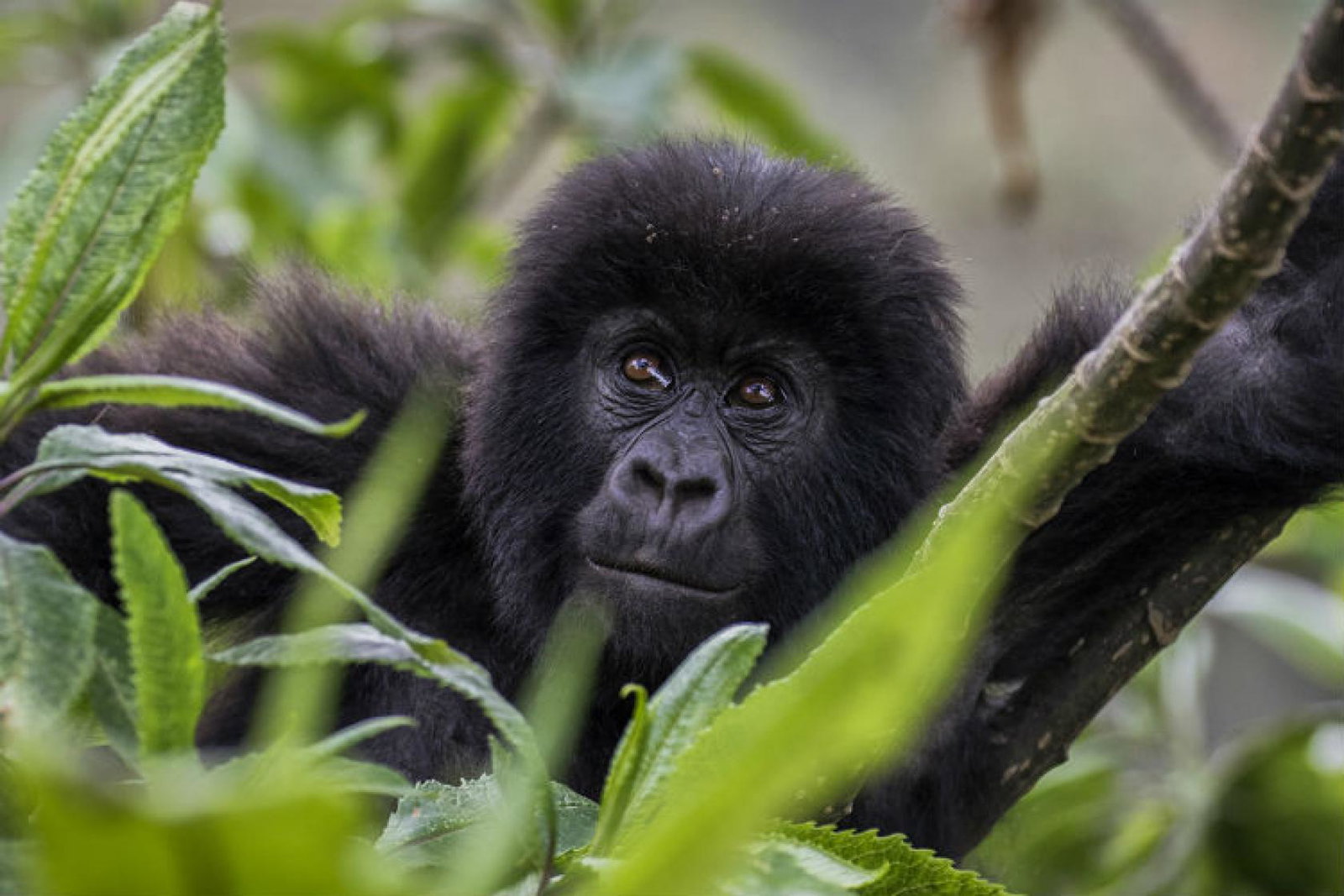 TCS baby gorilla