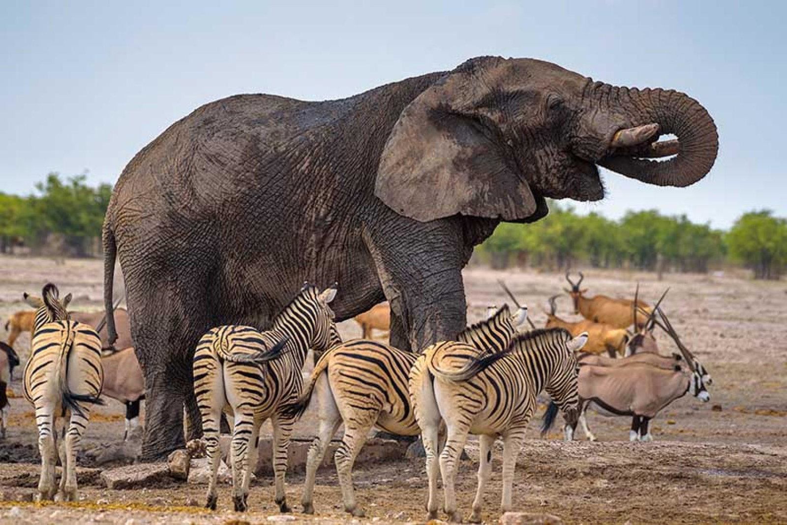 The new Abta guidelines rule out elephant attractions without a barrier