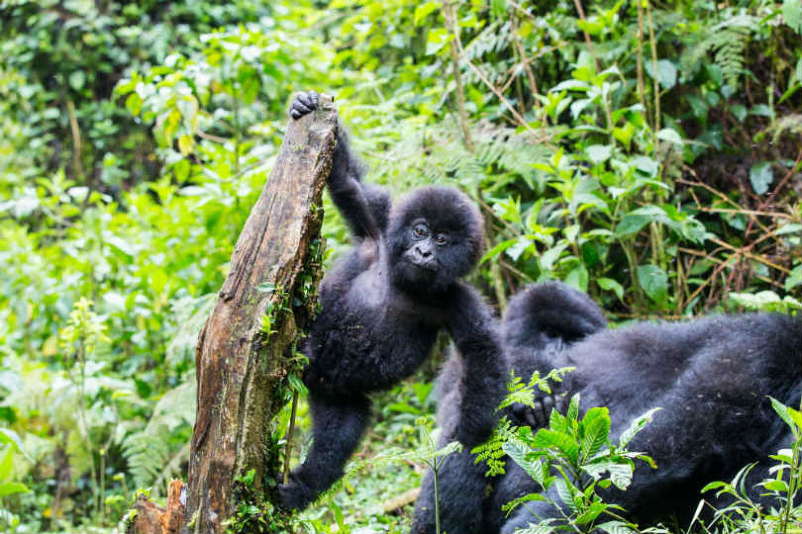 There are now 459 gorillas in Bwindi-Sarambwe