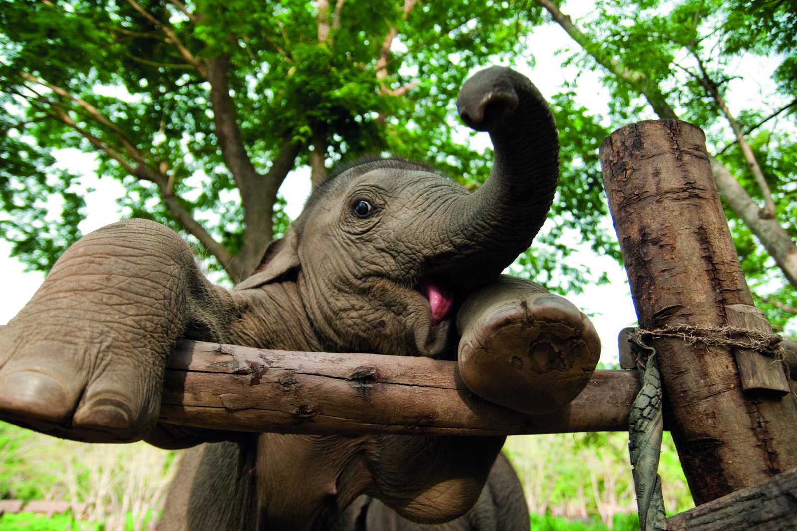 Rebbeca Kingston saw a baby elephant “dressed as a bride” while on holiday at a hotel in Phuket