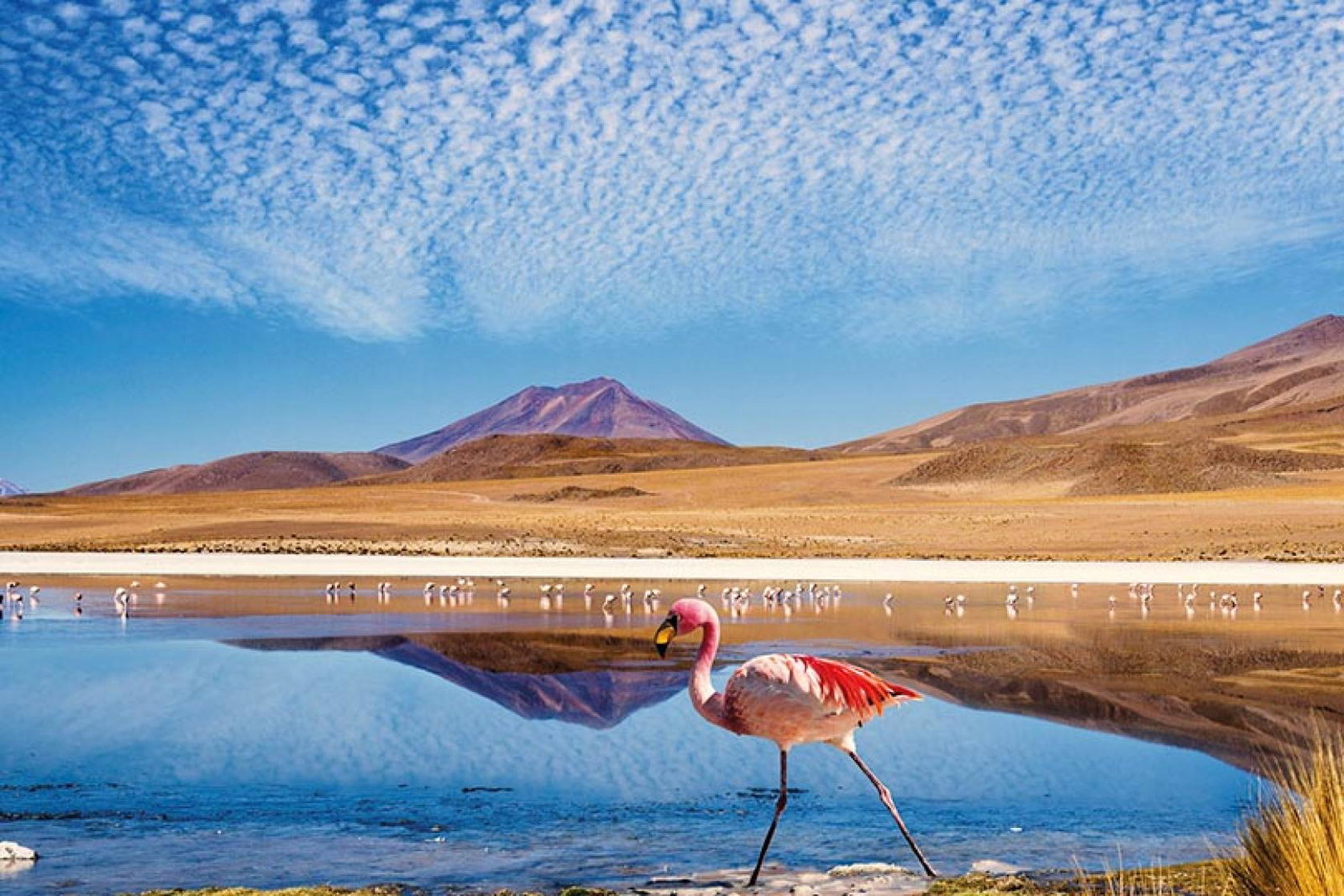 Latin America's attractions are on display during Lata Expo