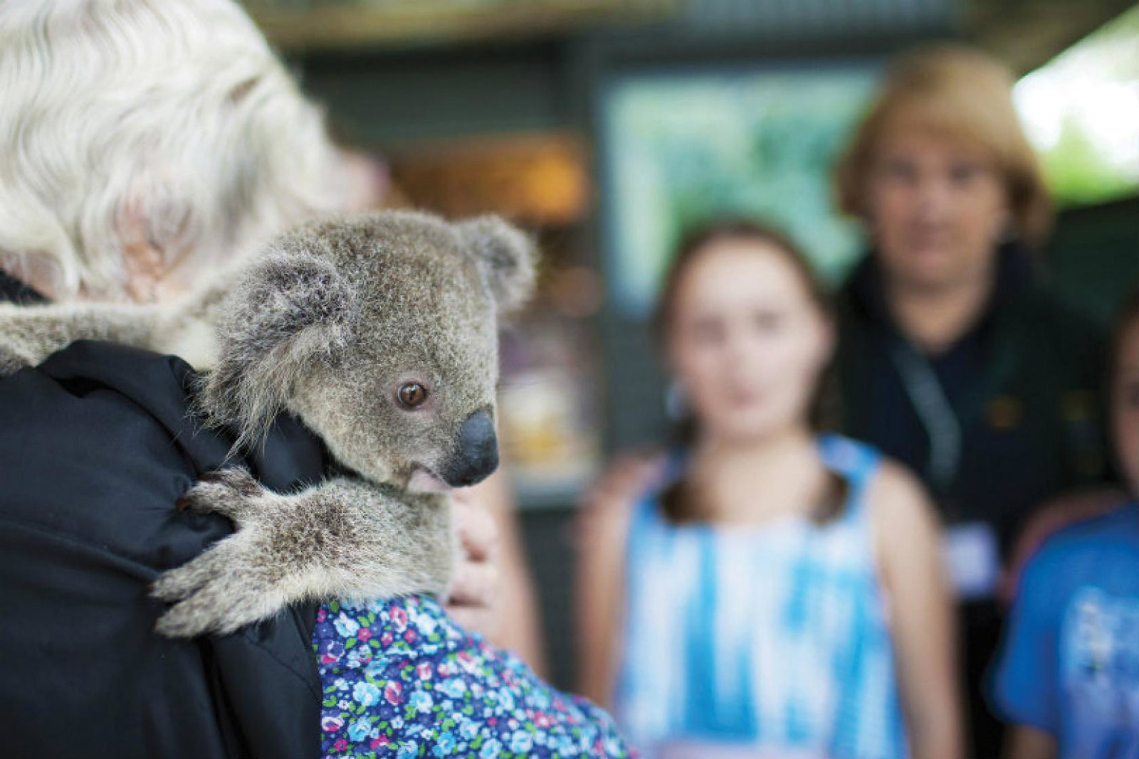 Koalas are in critical danger in the Australian wildfires