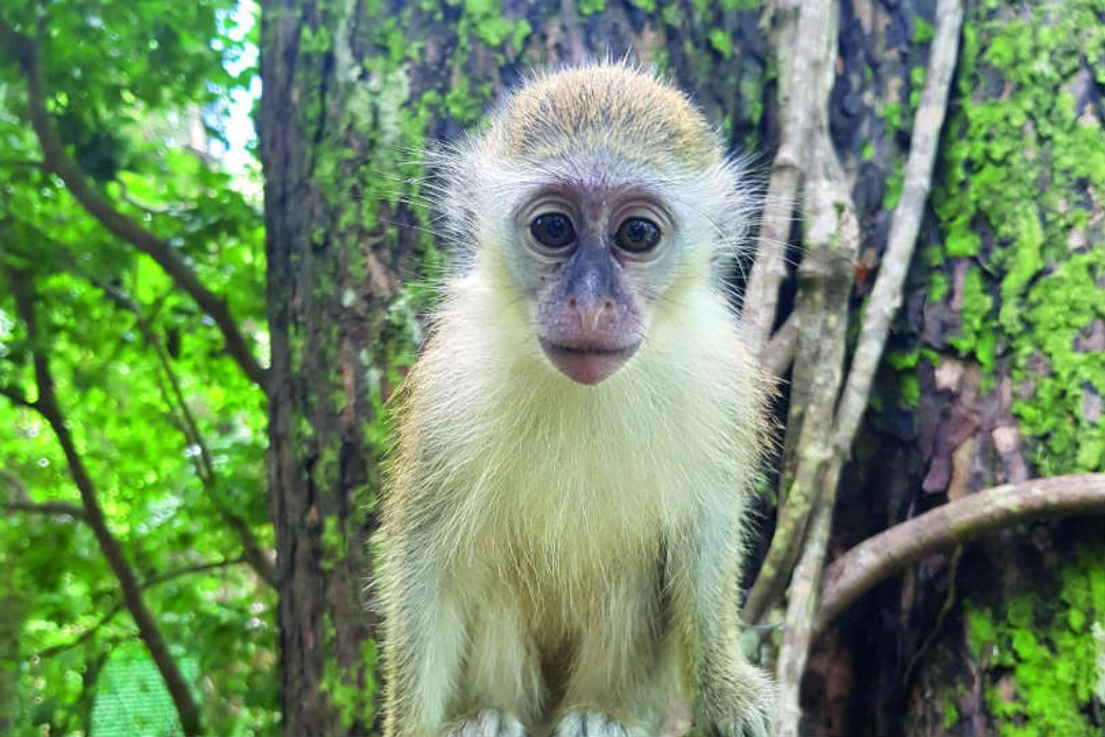 A key wildlife tourism event will take place in October (Pic: iStock)