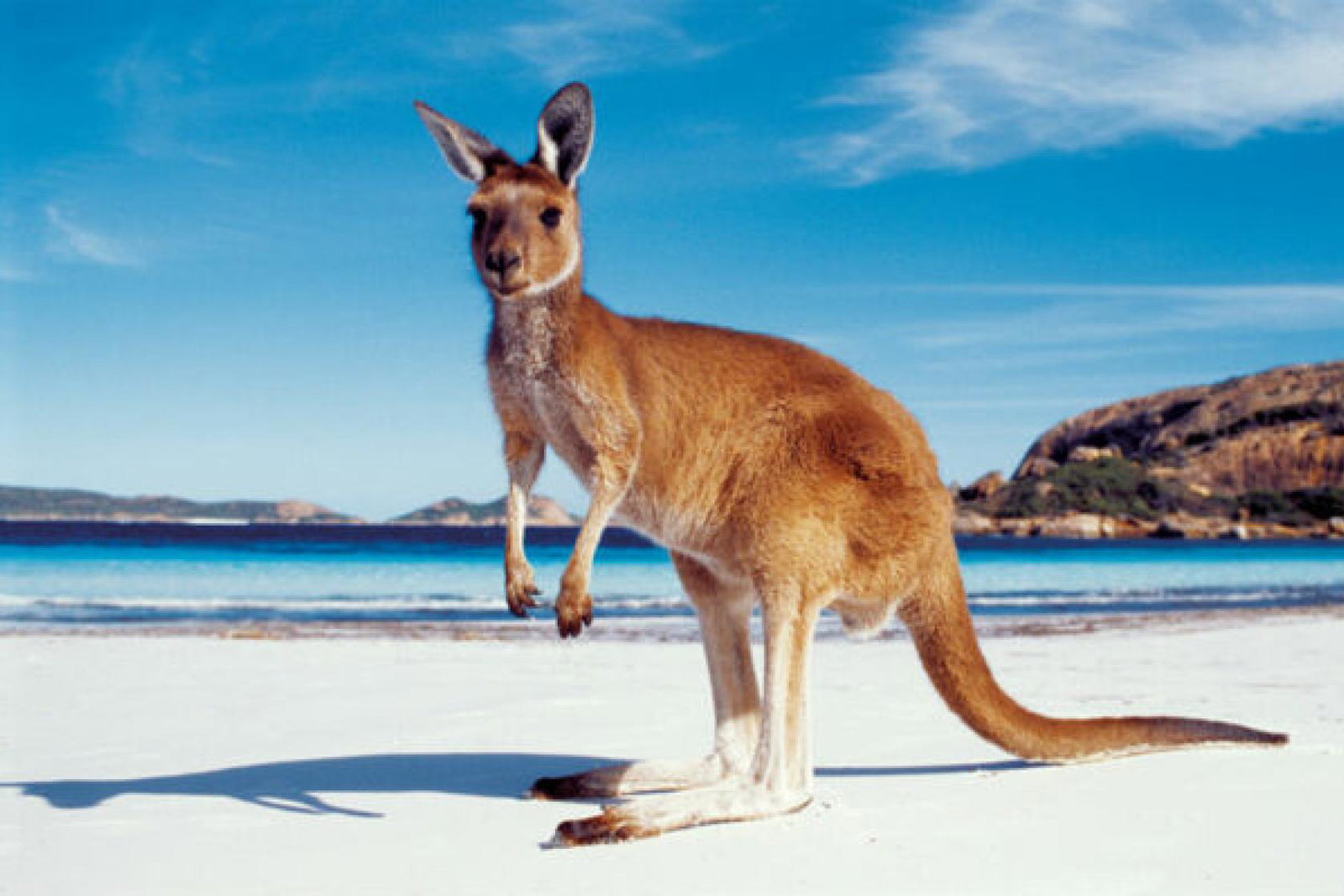 Turkish Airlines will serve Australia for the first time in 2024