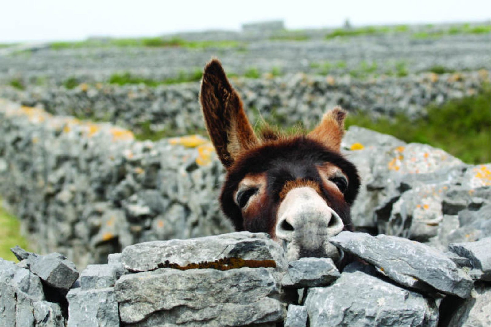 The Airbnb listing are reportedly in the countryside