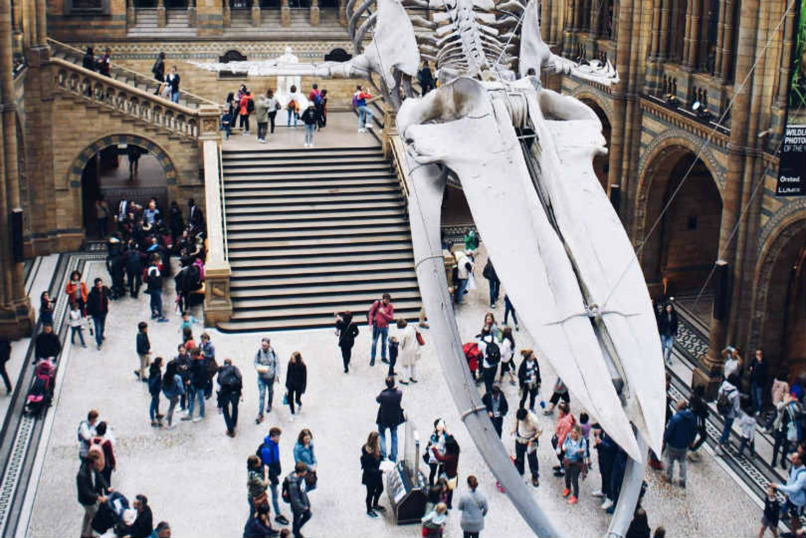 Natural History Museum. Picture: Pauline Loroy/Unsplash