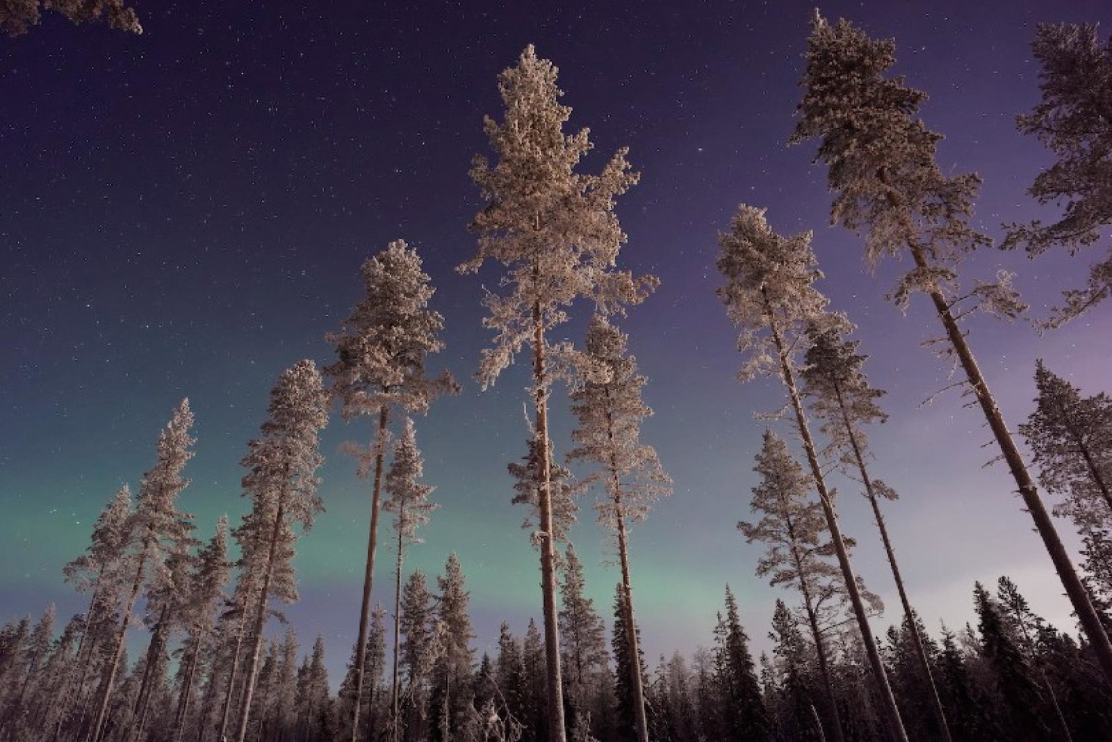 Midcounties said Lapland had been performing well for December 2022 and 2023 (Credit: Vincent Guth / Unsplash)