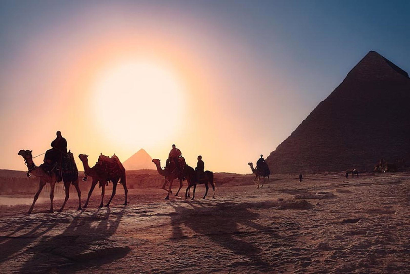 Egypt Giza camels